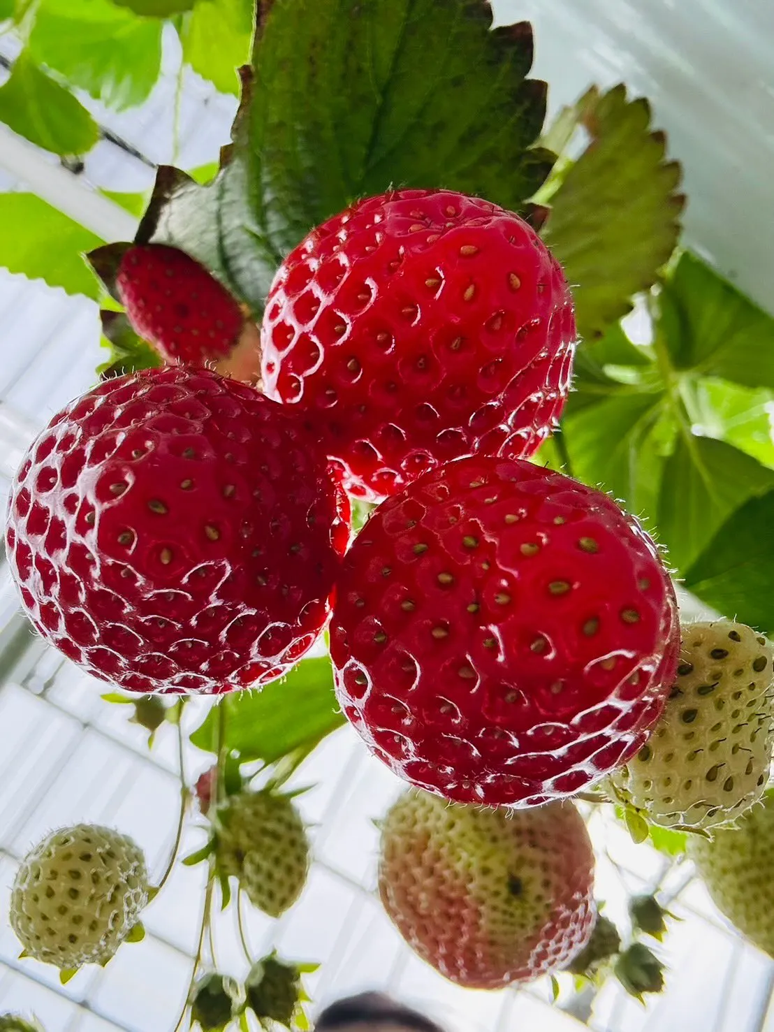 おはようございます🐼