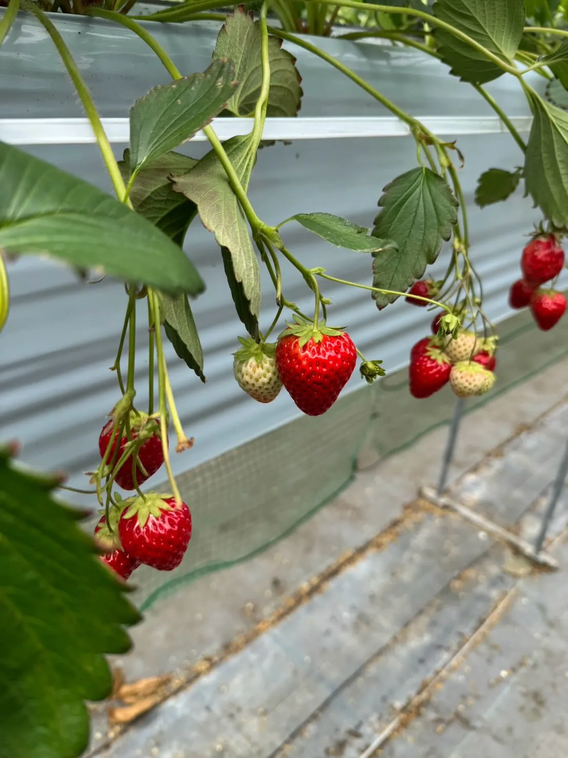 おはようございます🐼